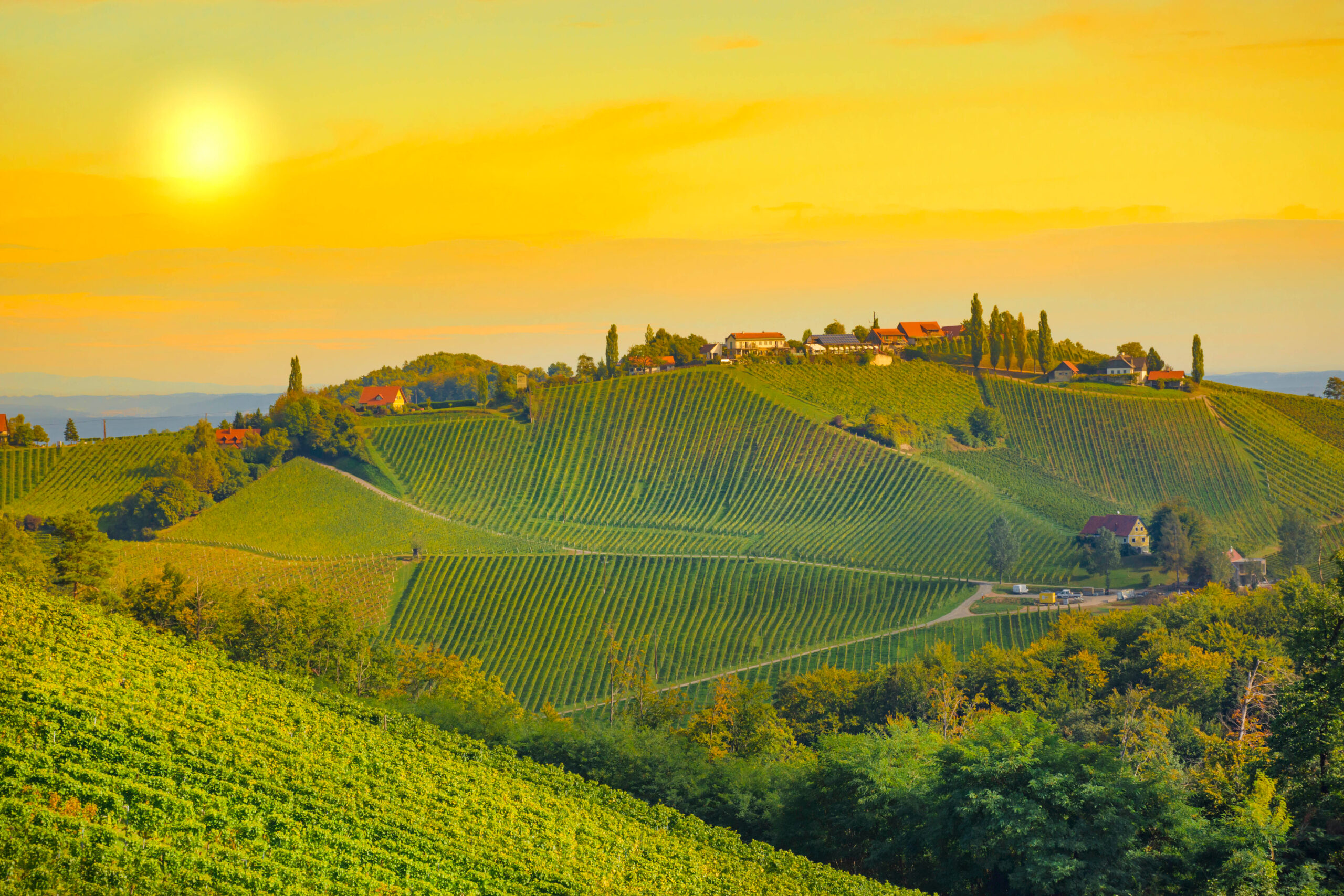 Vineyards along wine Road, a charming region with green rolling hills, vineyards, picturesque villages and wine taverns
